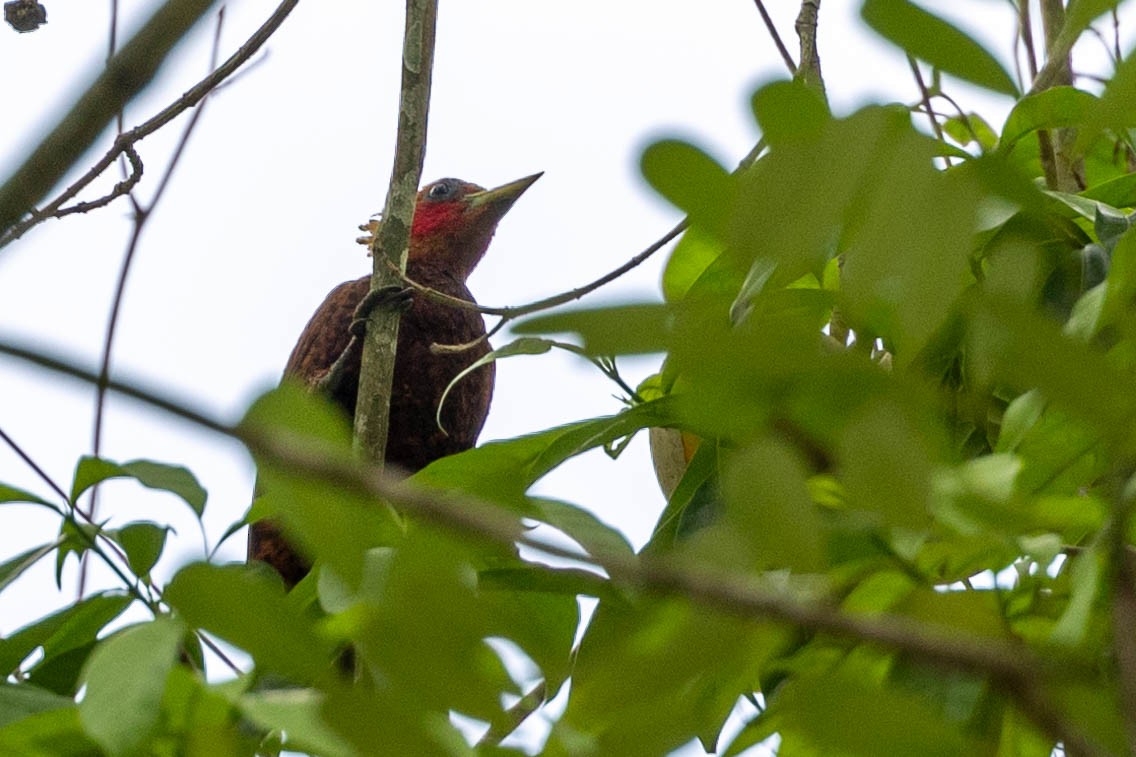 Chestnut-colored Woodpecker - ML621404485