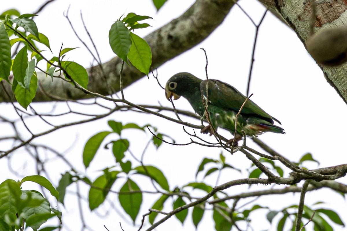 White-crowned Parrot - ML621404488