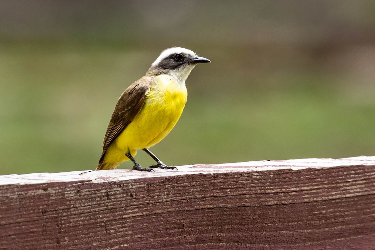 Social Flycatcher - ML621404493