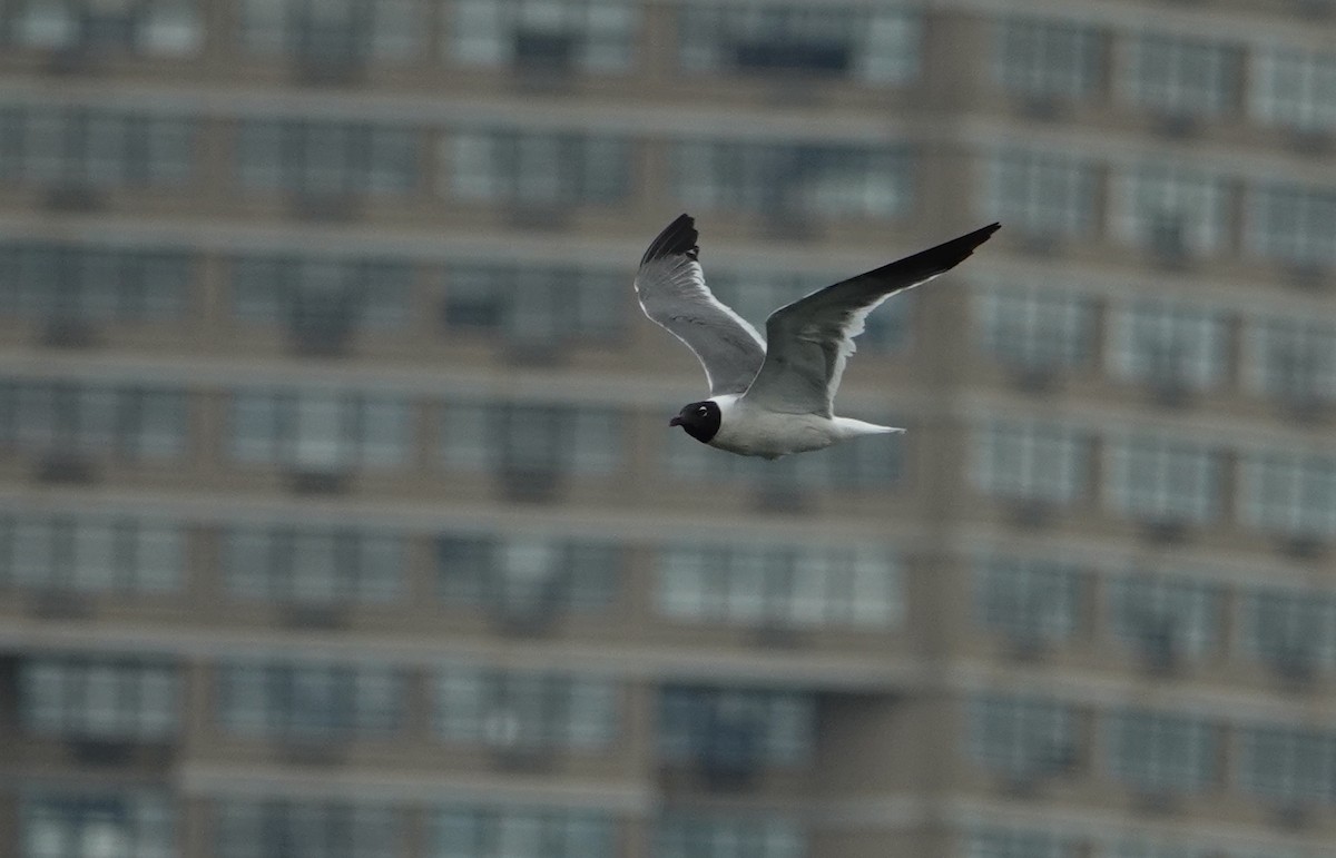 Laughing Gull - Linda  LaBella