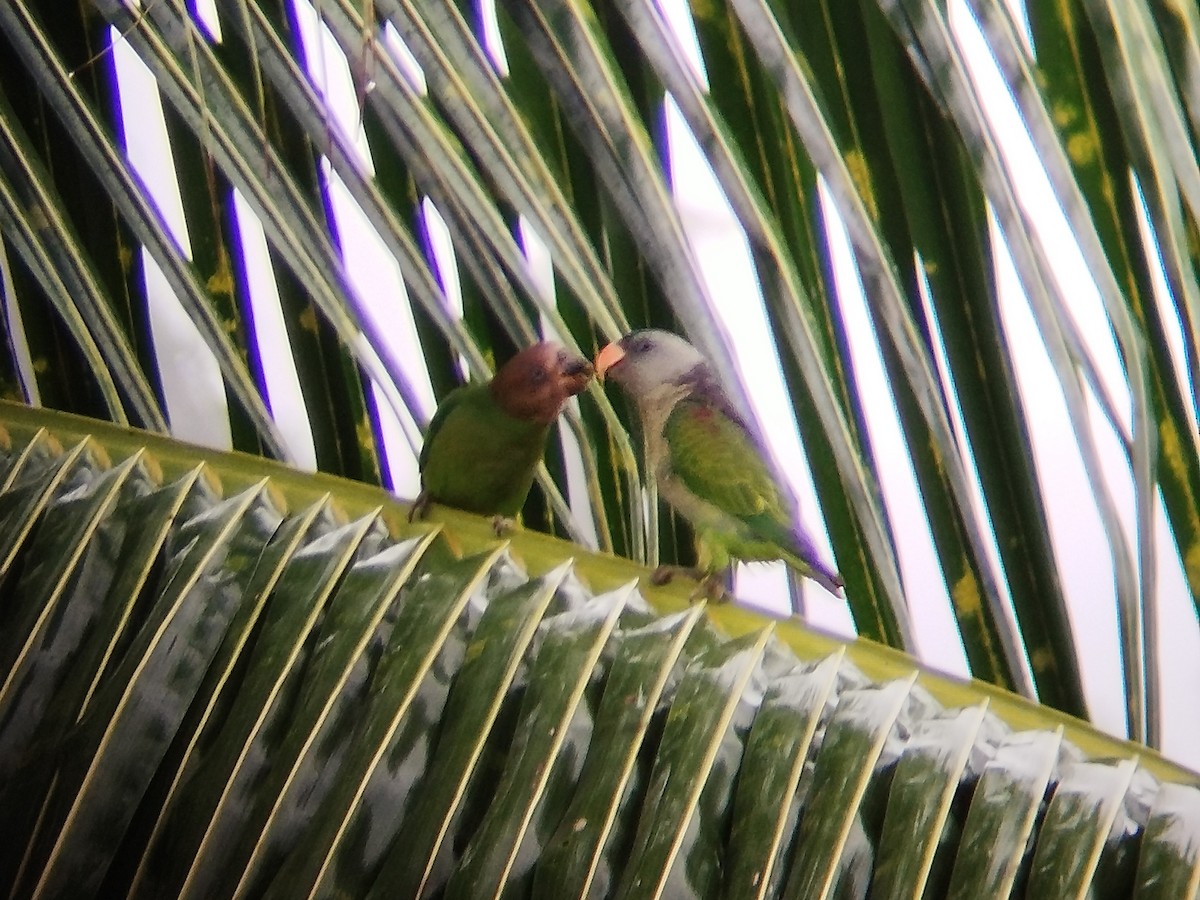 Blue-rumped Parrot - ML621404530