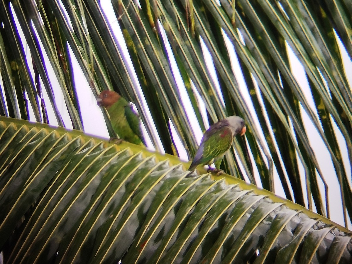 Blue-rumped Parrot - ML621404533