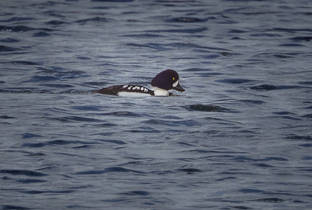 Barrow's Goldeneye - ML621404569