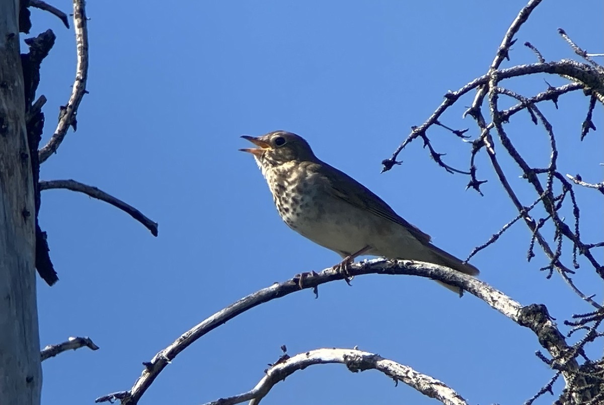Swainson's Thrush - ML621404574