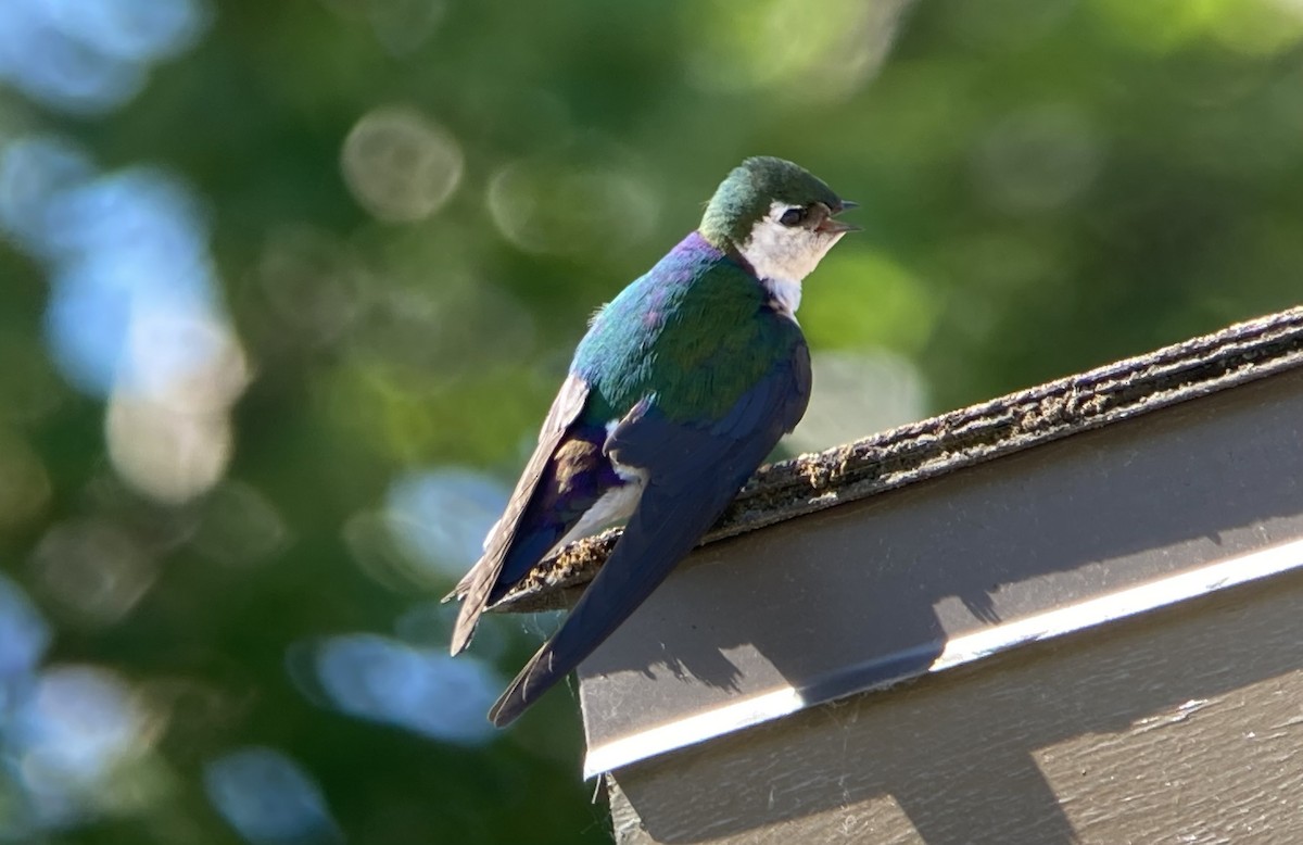Violet-green Swallow - ML621404604