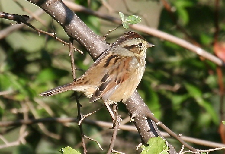 Swamp Sparrow - ML621404609
