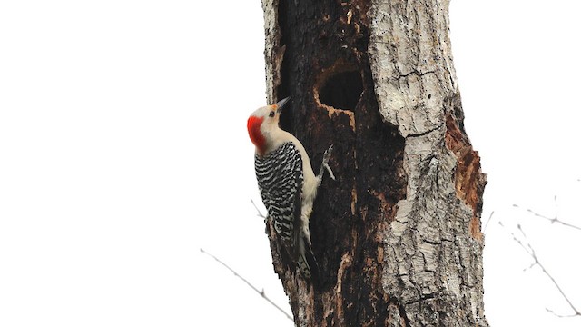 Red-bellied Woodpecker - ML621404780