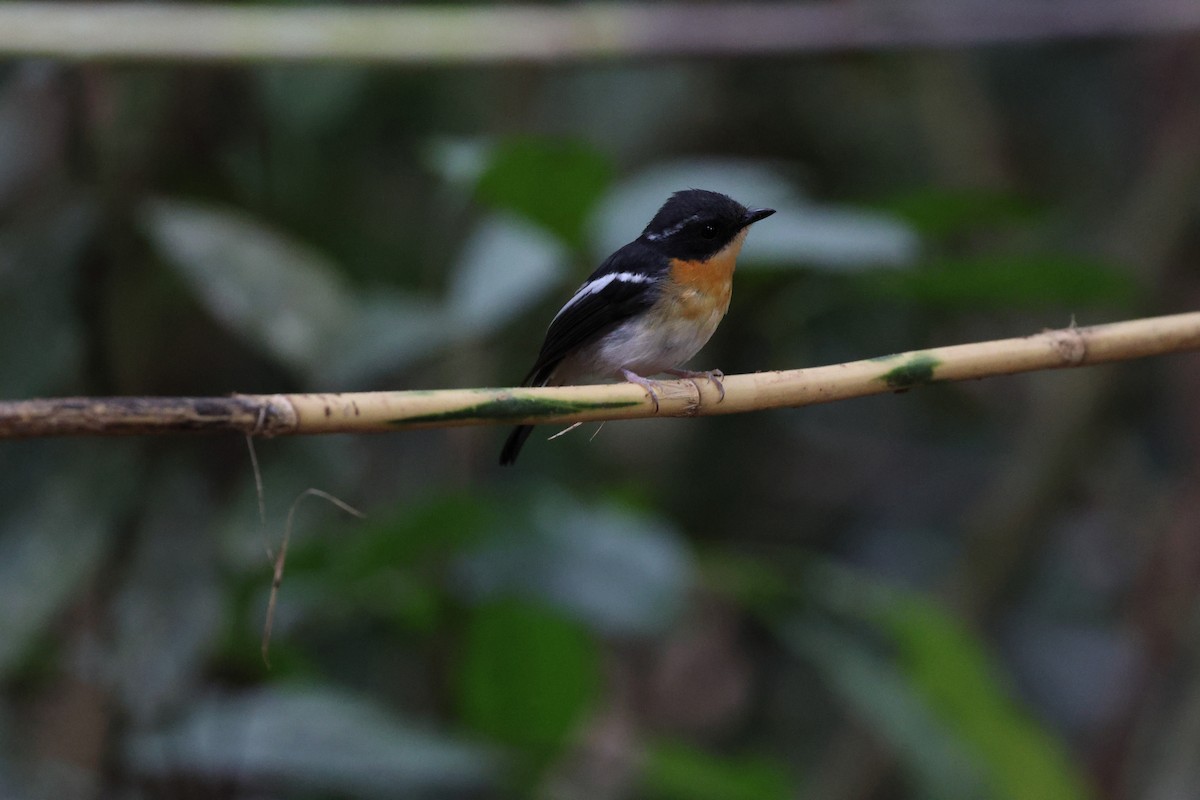 Rufous-chested Flycatcher - ML621405027