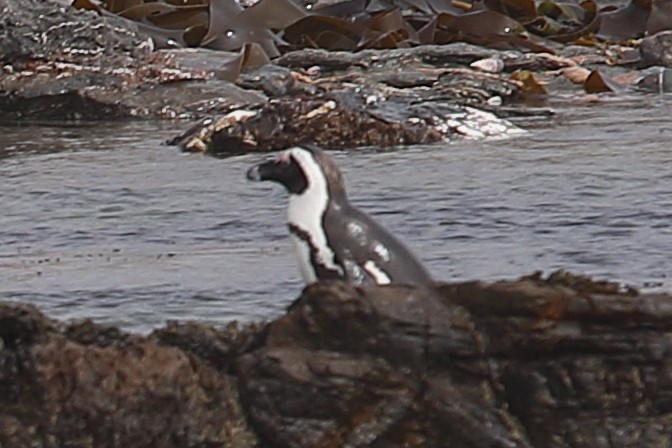 פינגווין אפריקני - ML621405054