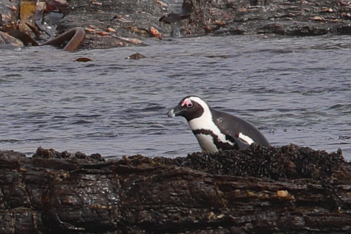 פינגווין אפריקני - ML621405055