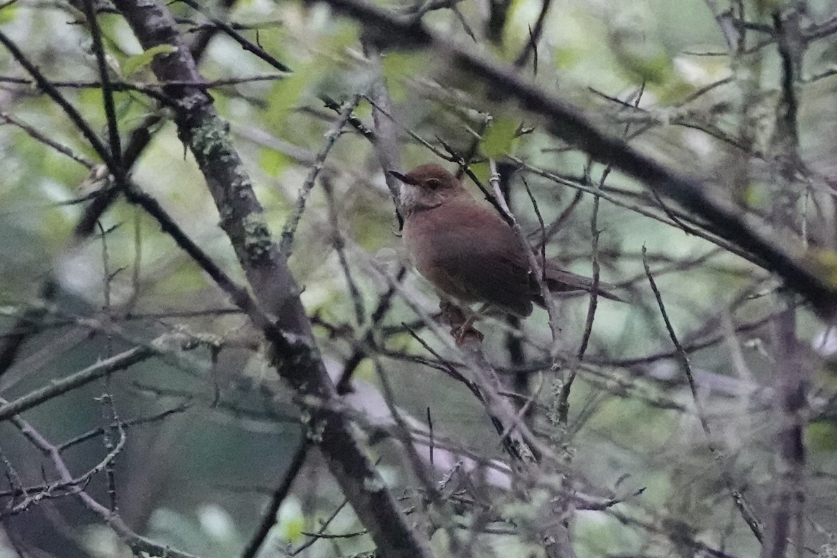 Baikal Bush Warbler - ML621405066