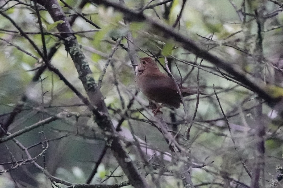 Baikal Bush Warbler - ML621405067