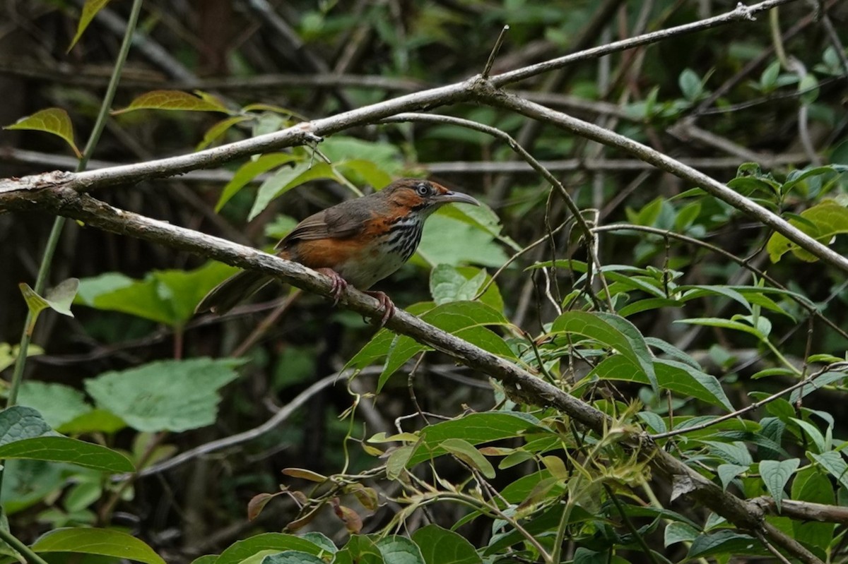 Black-streaked Scimitar-Babbler - ML621405079