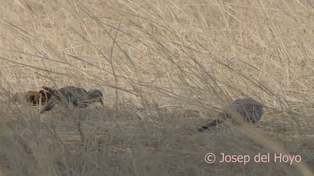 Tortolita Rabilarga - ML621405090