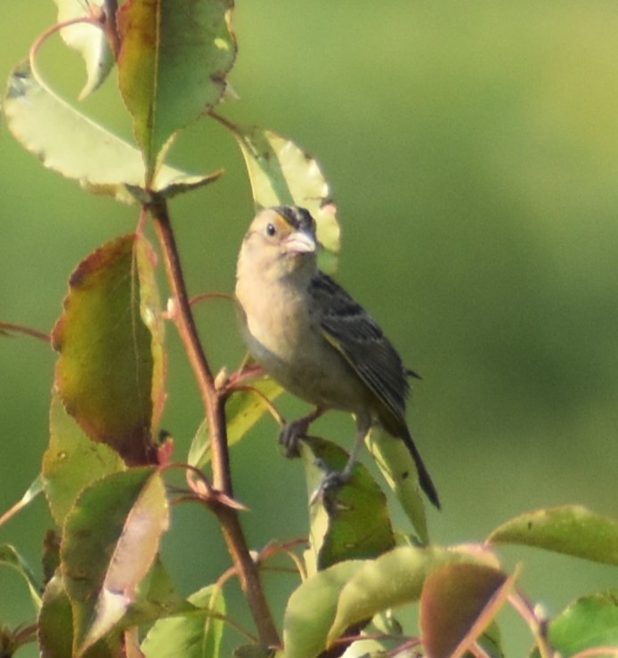 Grasshopper Sparrow - ML621405116