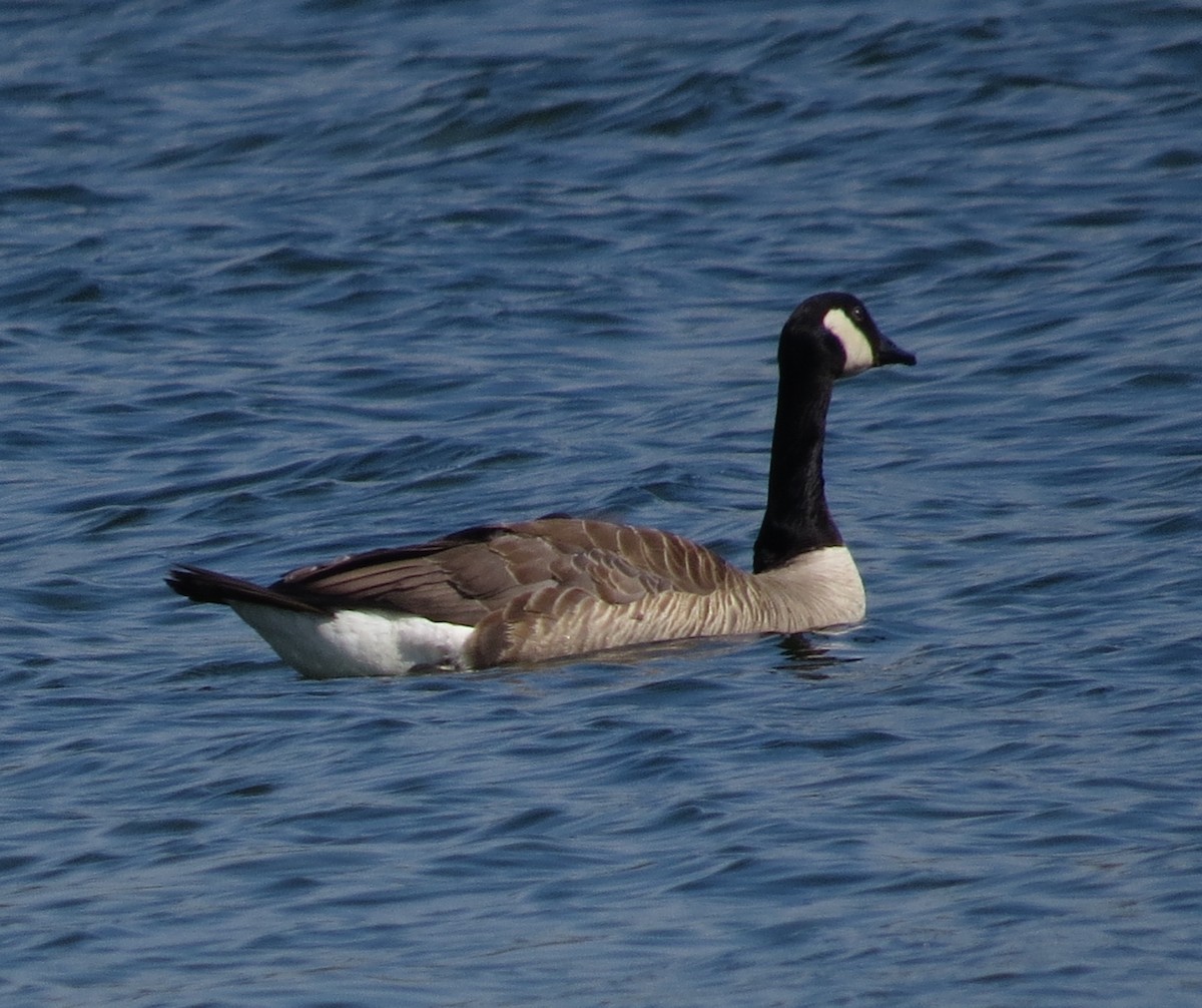 Canada Goose - ML621405203
