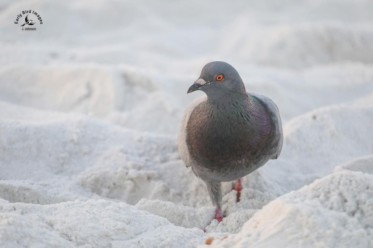 Rock Pigeon (Feral Pigeon) - ML621405204