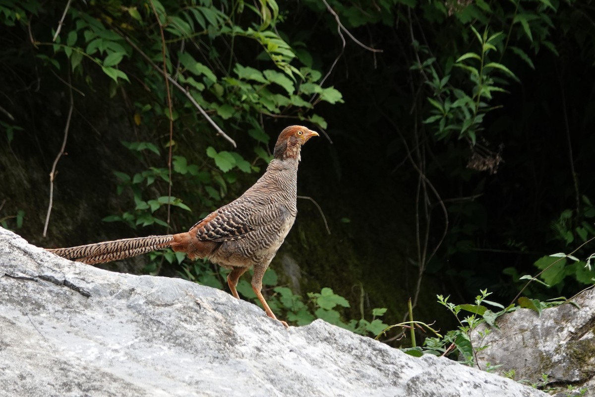 Golden Pheasant - ML621405205