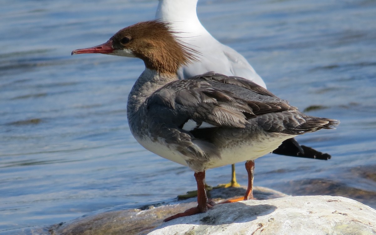 Common Merganser - ML621405207