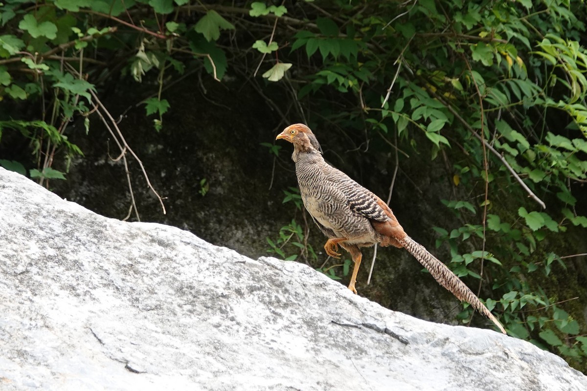 Golden Pheasant - ML621405210