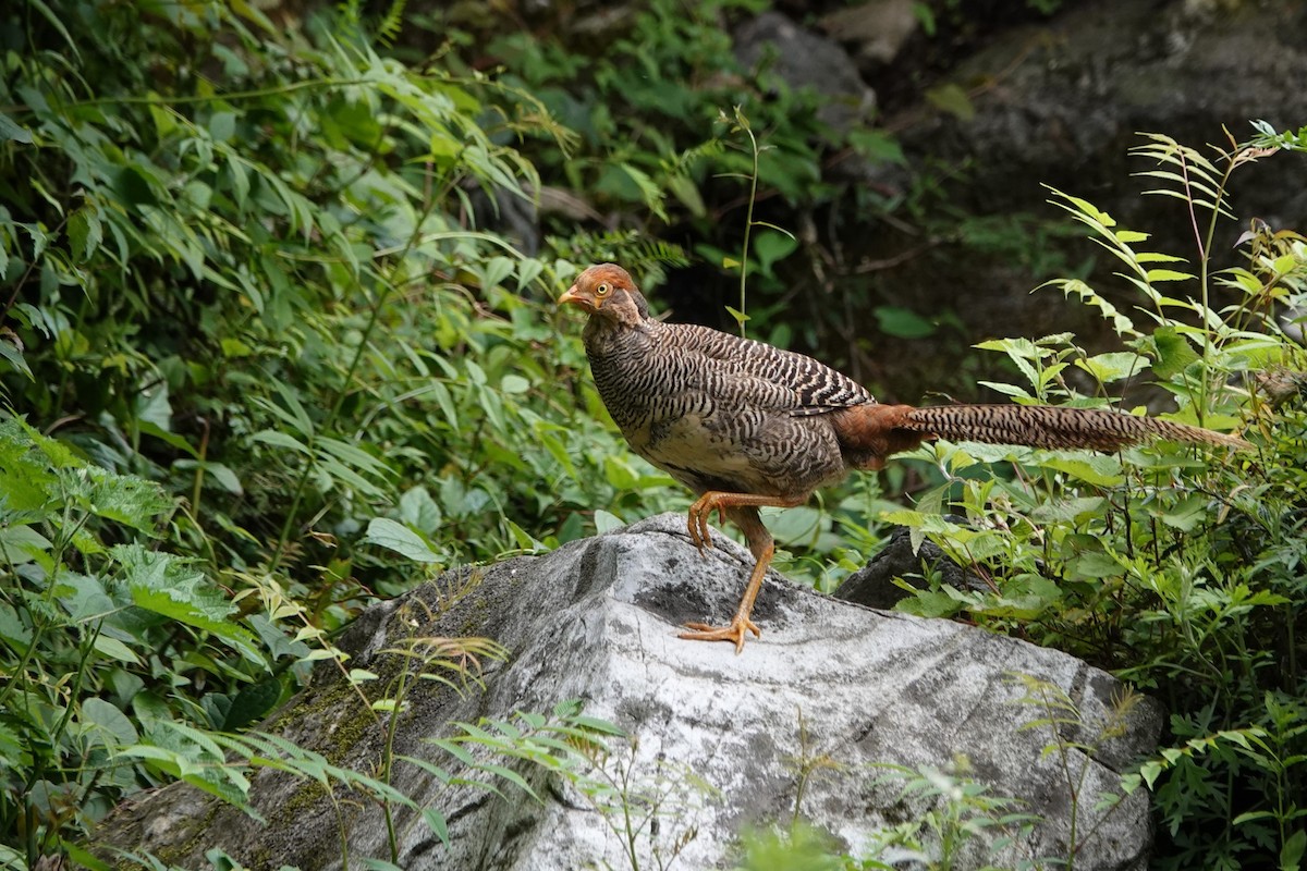 Golden Pheasant - ML621405214