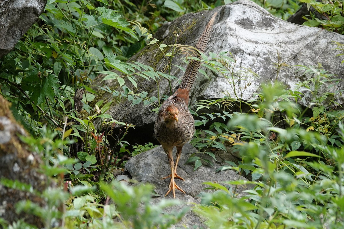 Golden Pheasant - ML621405219