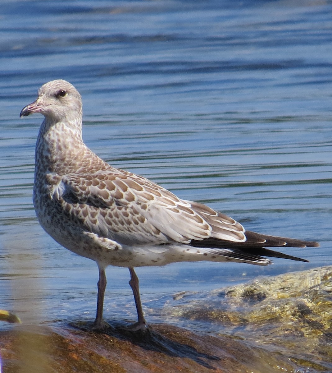 Ring-billed Gull - ML621405223