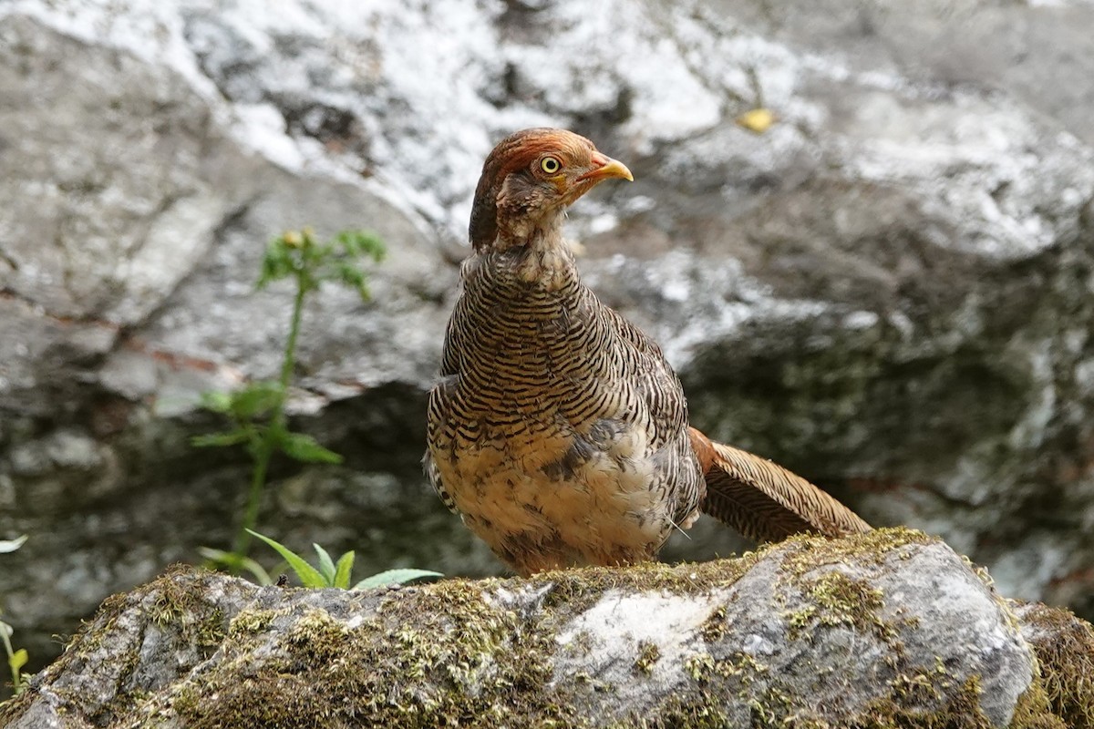 Golden Pheasant - ML621405225