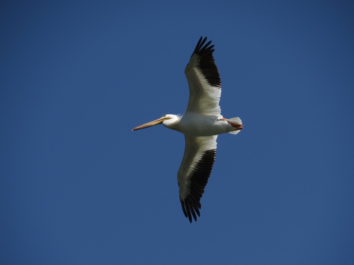 American White Pelican - ML621405244