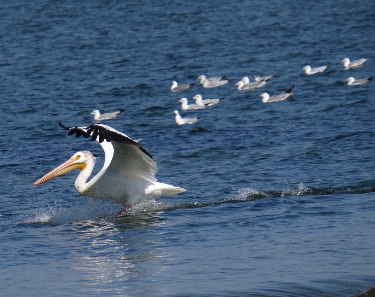 American White Pelican - ML621405245