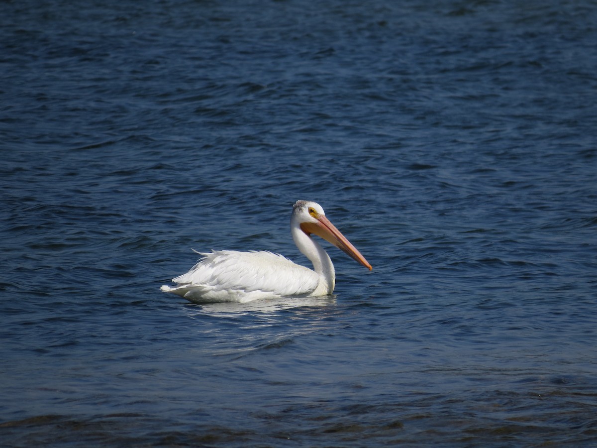 American White Pelican - ML621405246