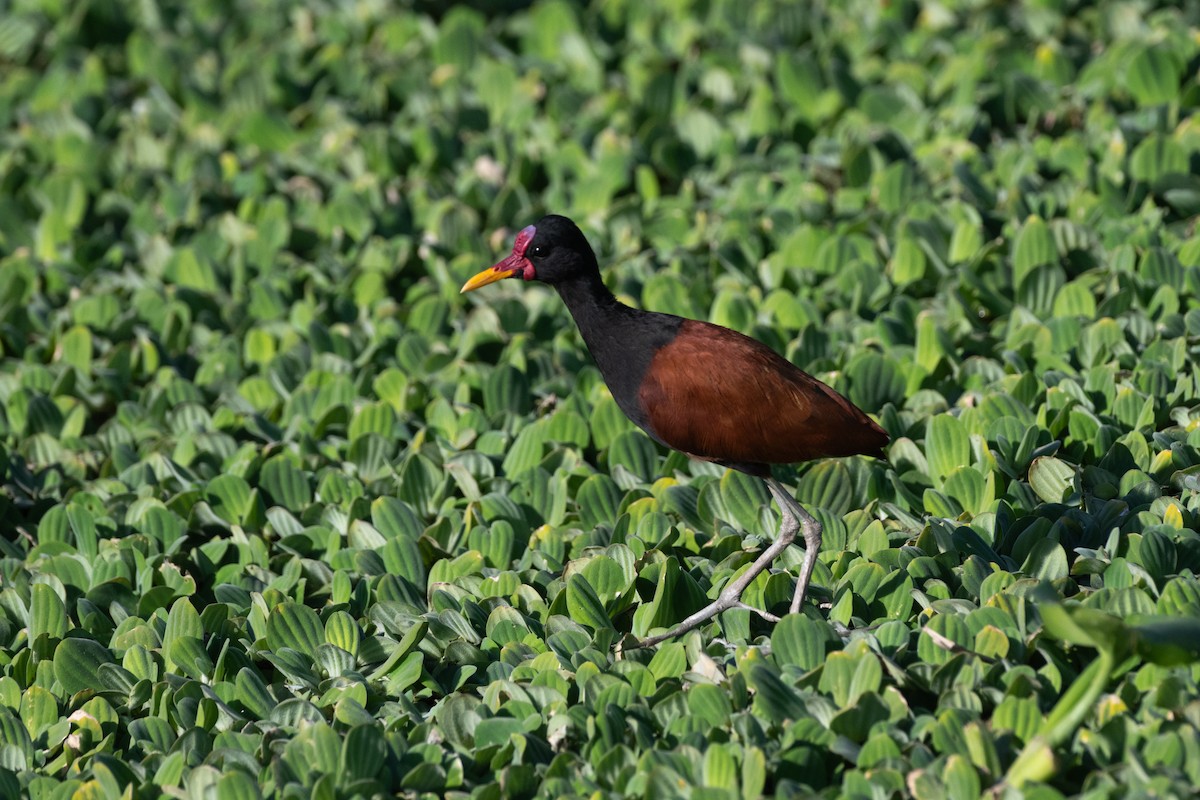 Wattled Jacana - ML621405286