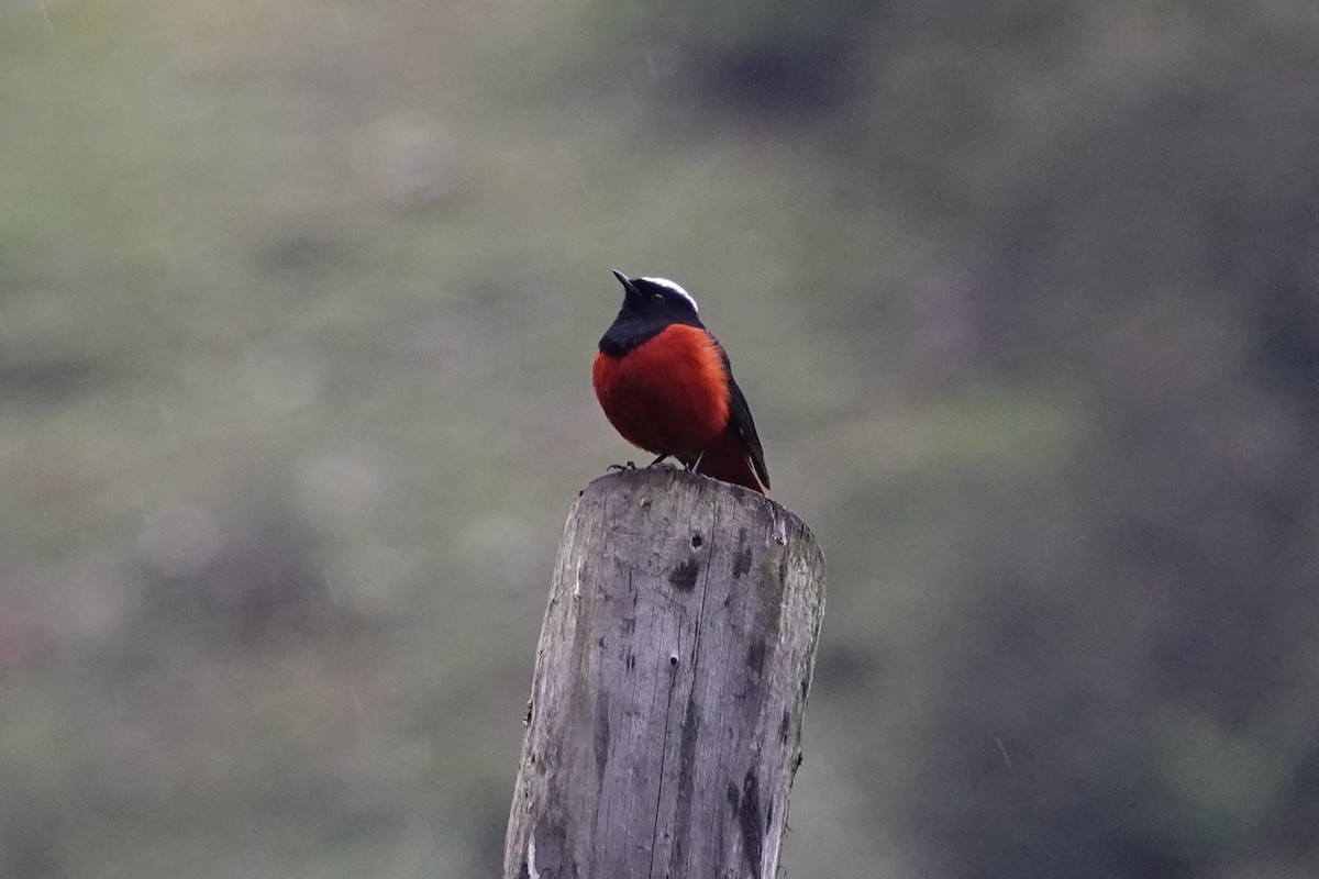 Rougequeue à calotte blanche - ML621405295