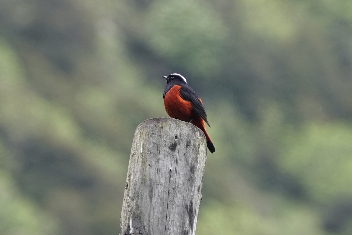 Rougequeue à calotte blanche - ML621405296