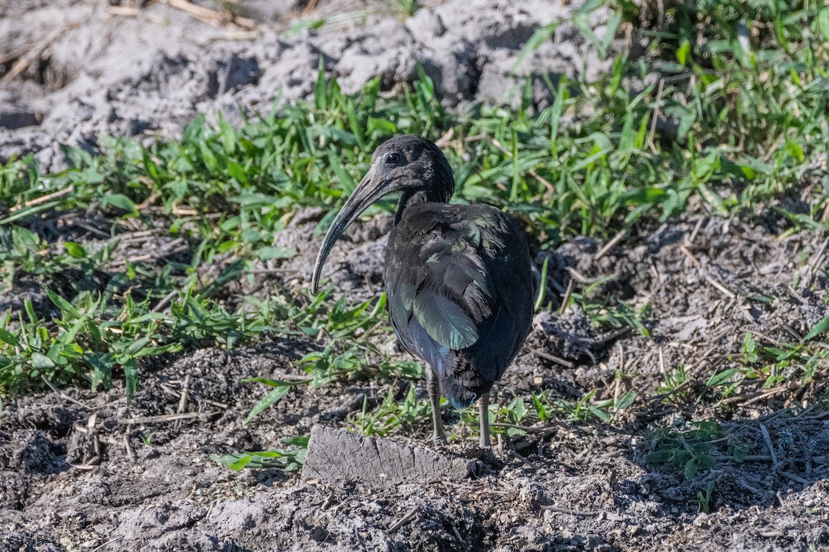 Green Ibis - ML621405301