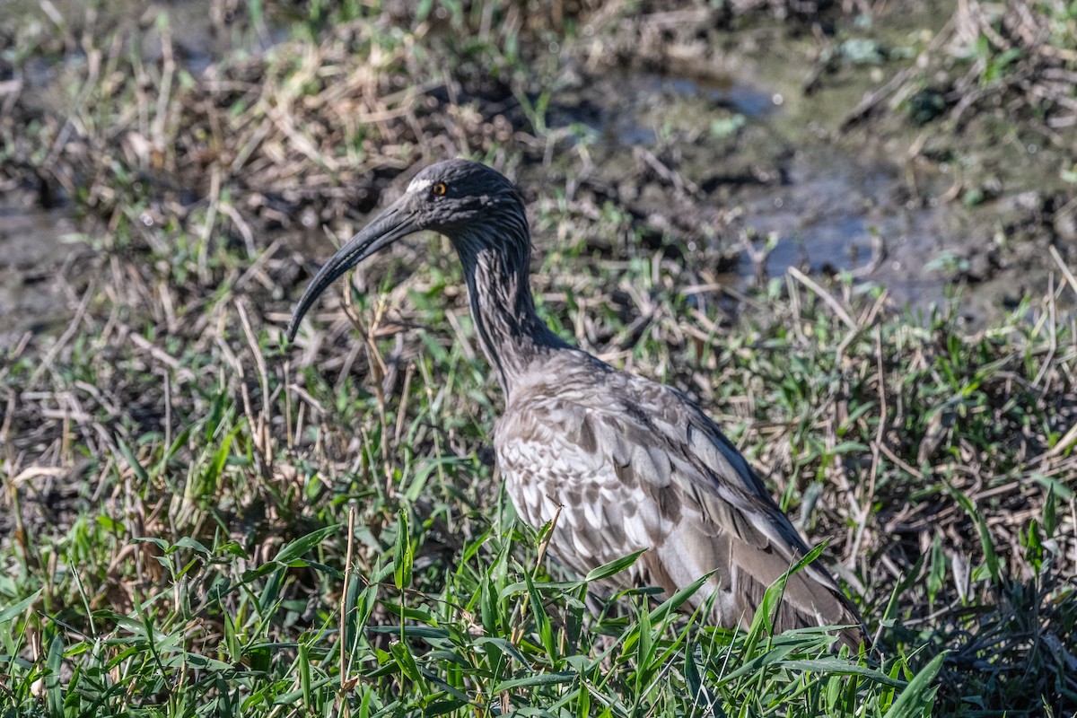 Plumbeous Ibis - ML621405306