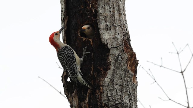 Red-bellied Woodpecker - ML621405330