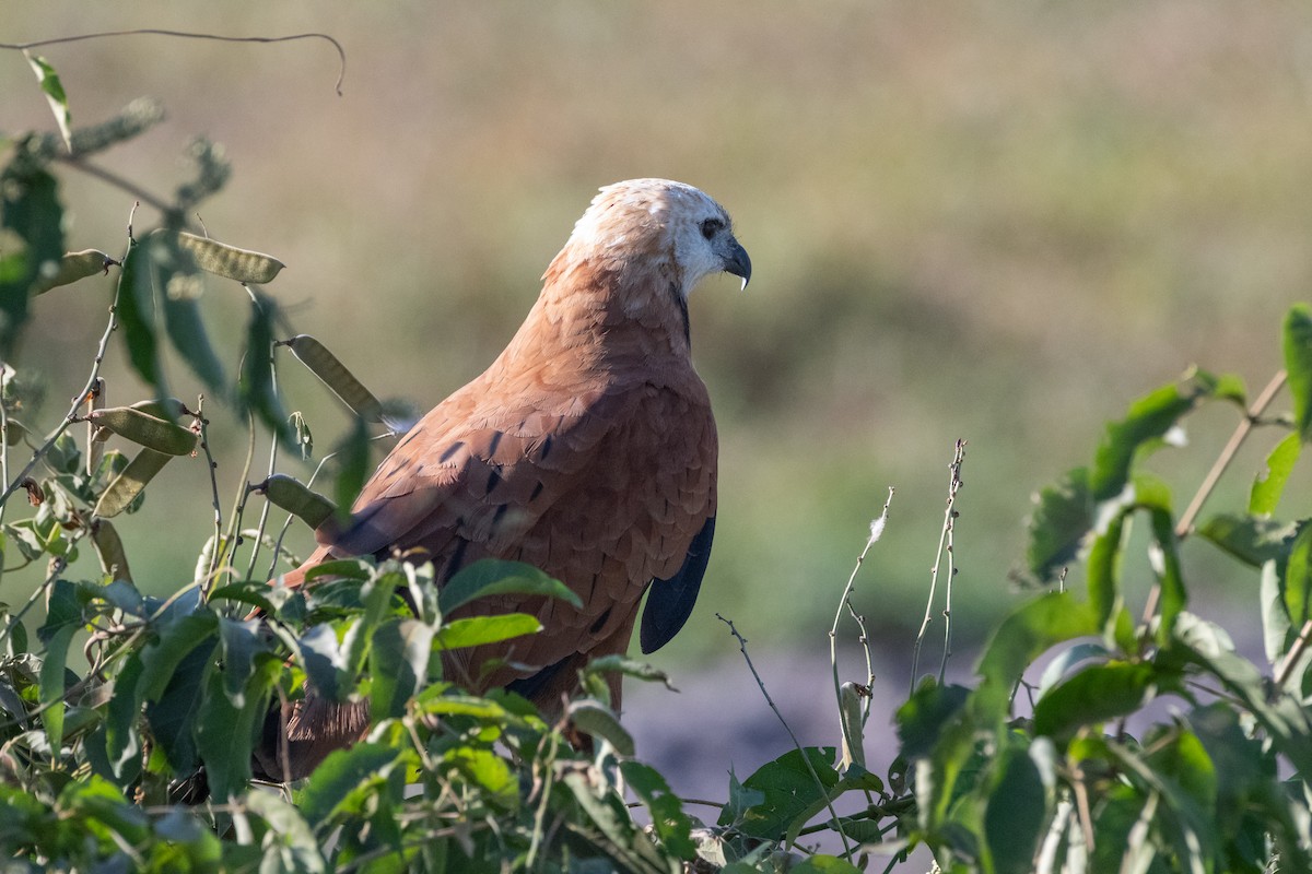 Black-collared Hawk - ML621405331