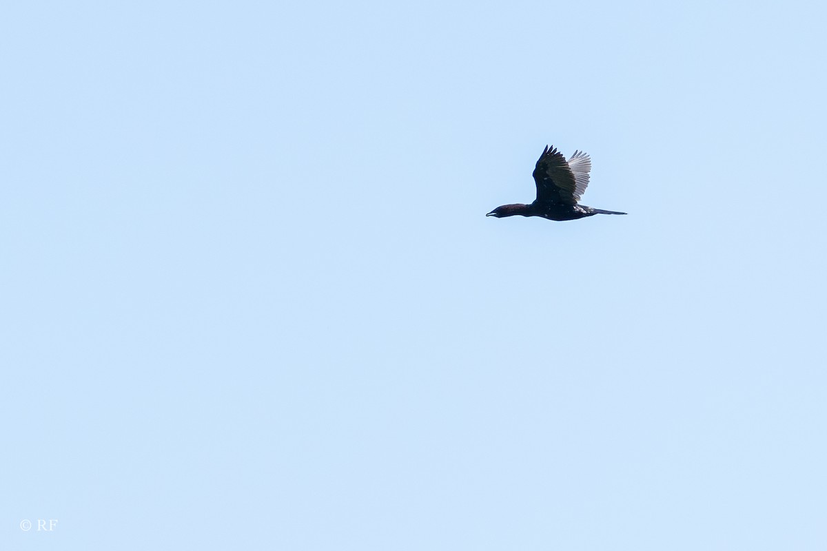 Pygmy Cormorant - ML621405398