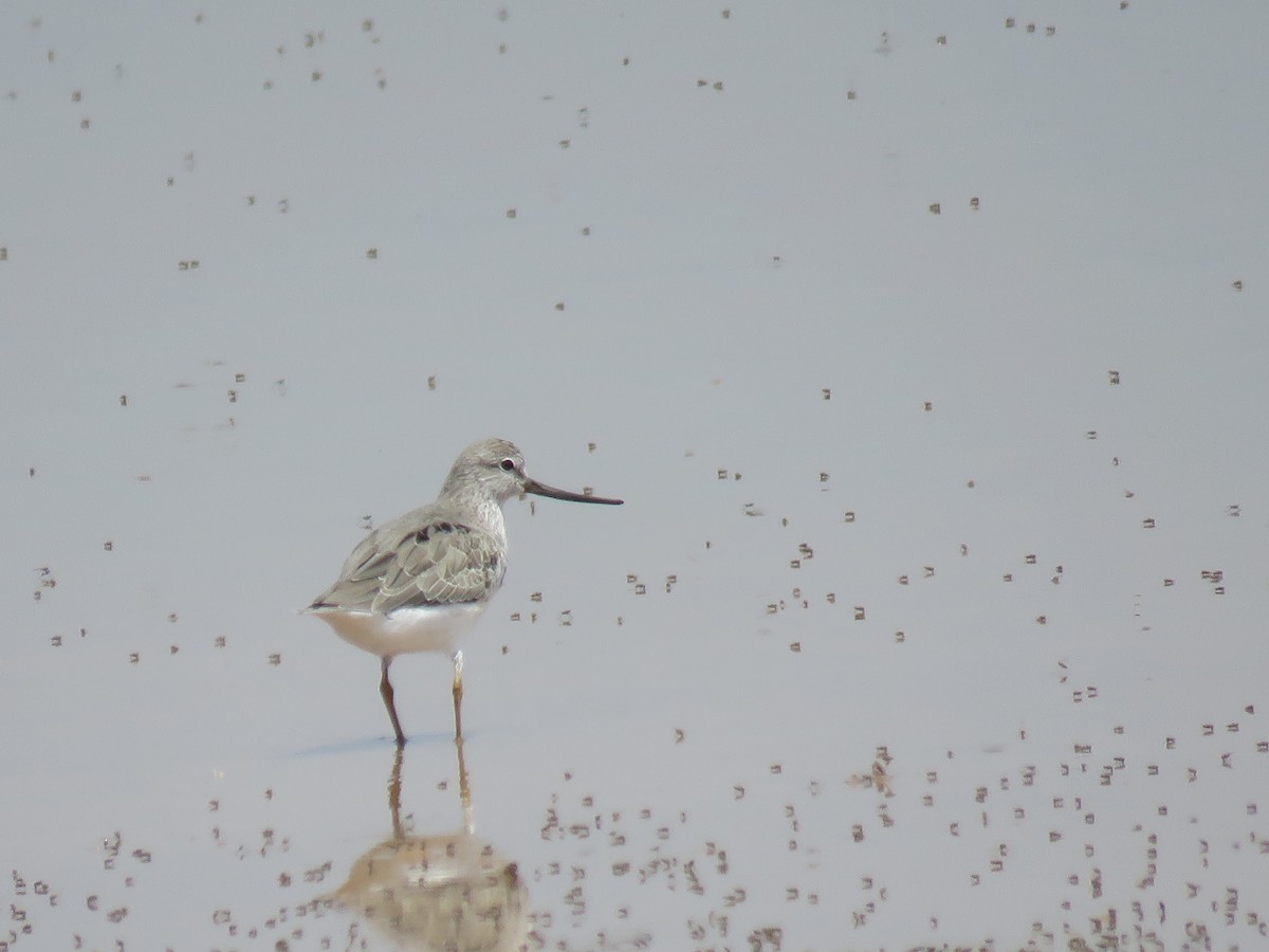 tereksnipe - ML621405402