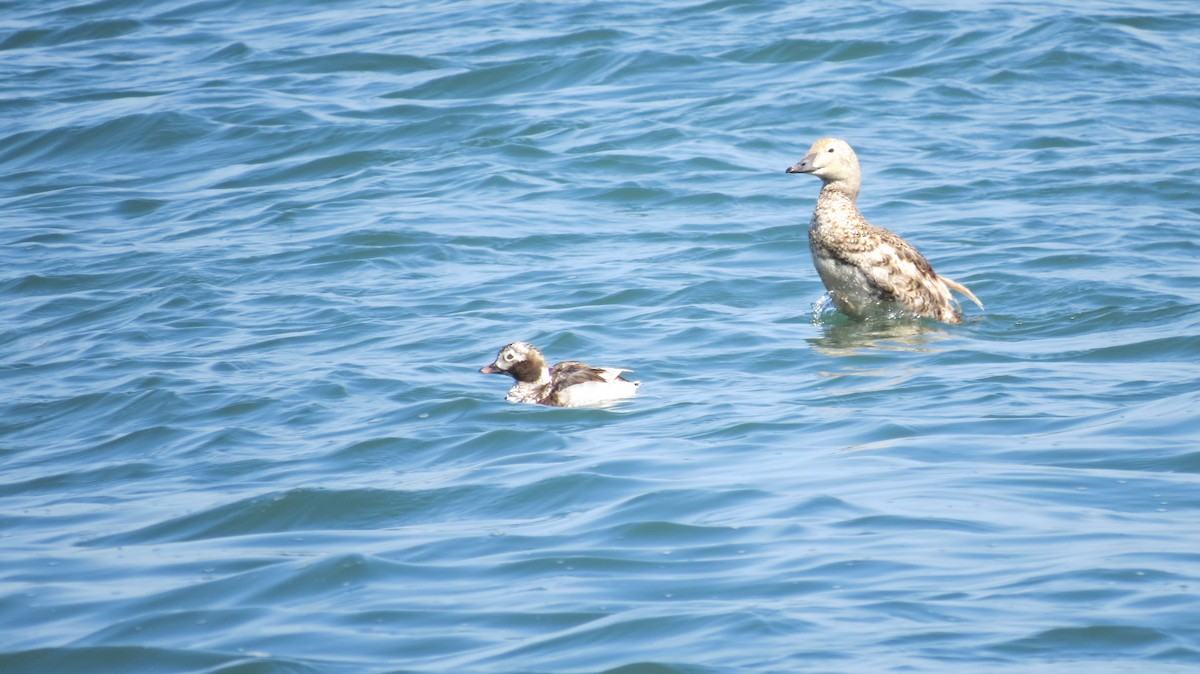 King Eider - ML621405443