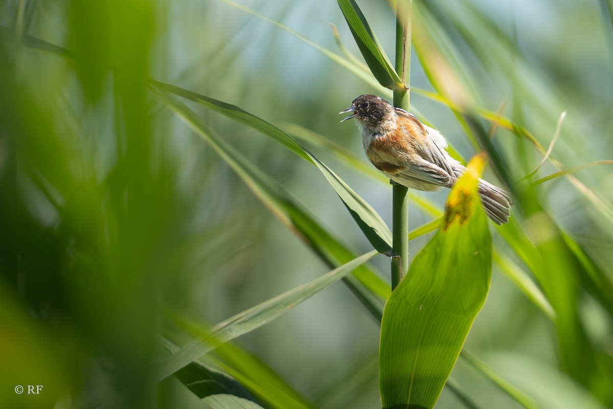 Black-headed Penduline-Tit - ML621405456