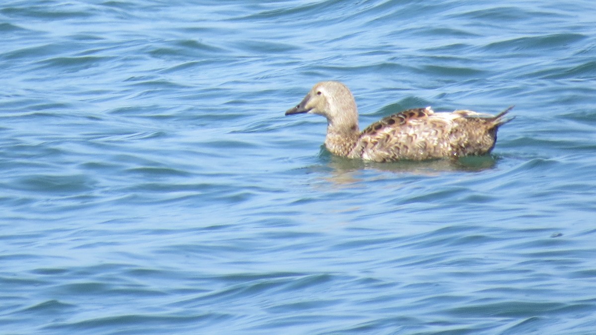 King Eider - ML621405464