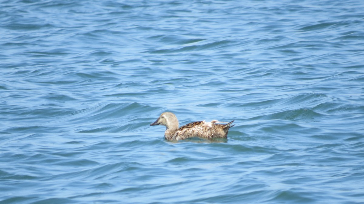 King Eider - ML621405480