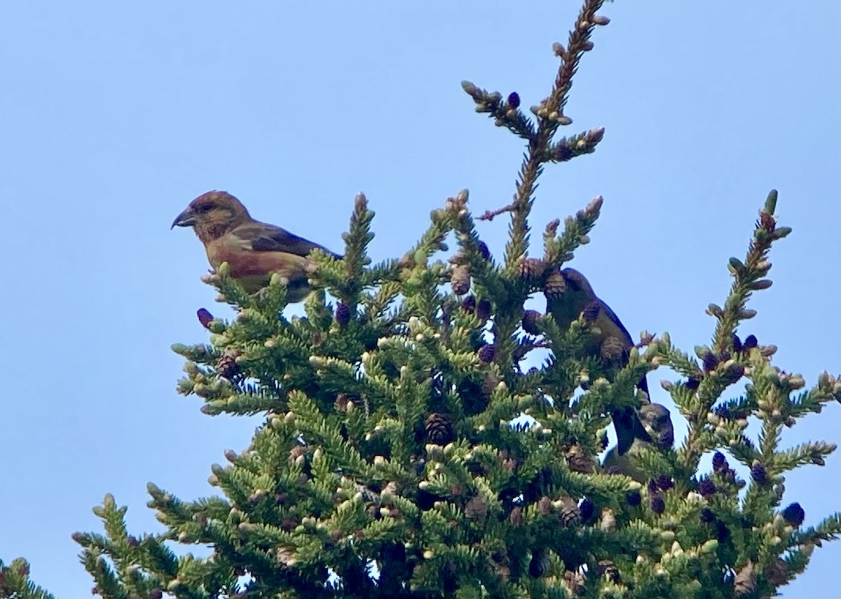 Red Crossbill - ML621405501