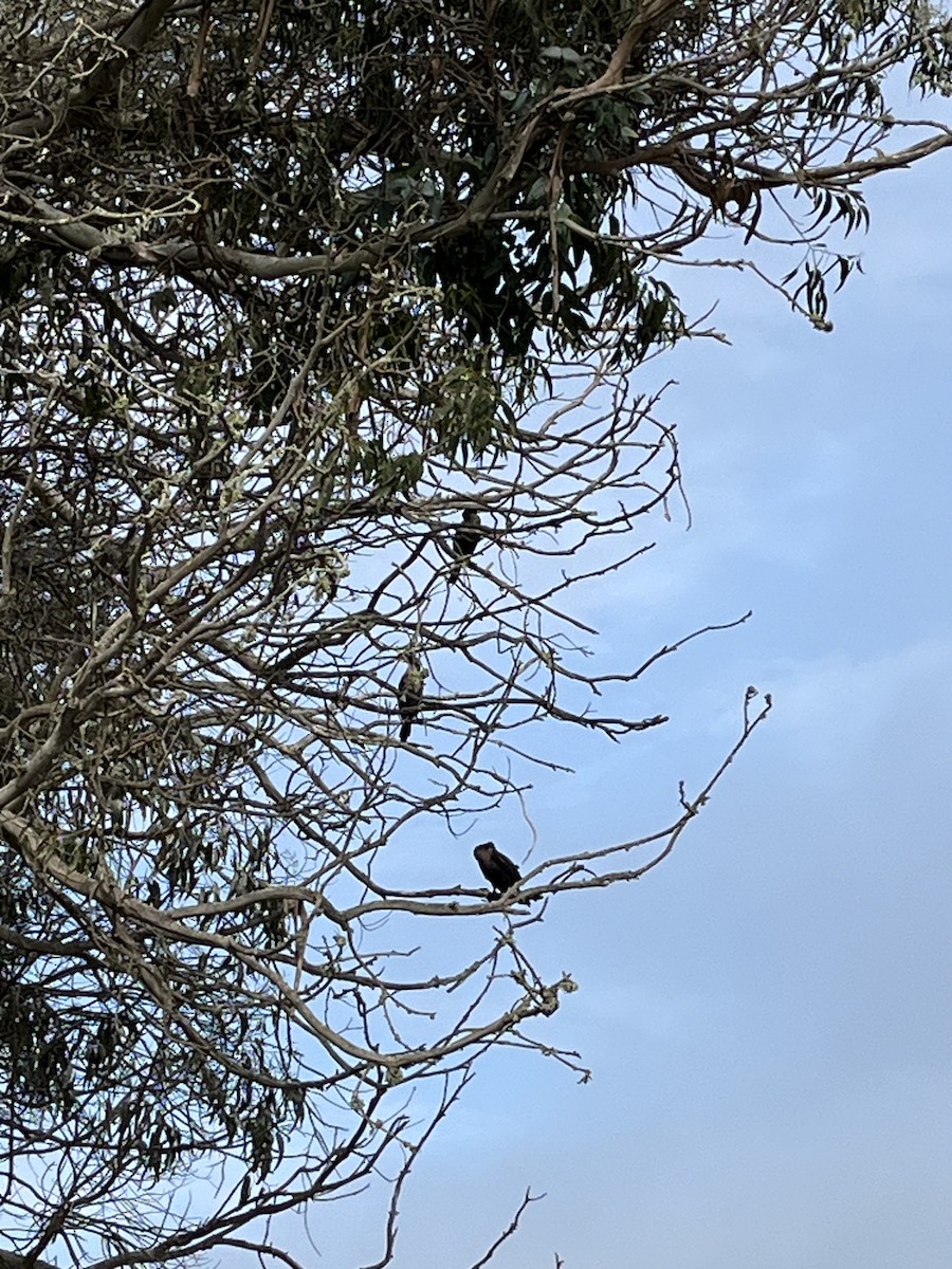 Double-crested Cormorant - ML621405508
