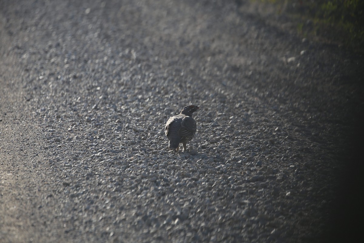 Spruce Grouse - ML621405537