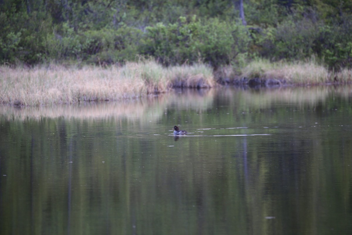 Barrow's Goldeneye - ML621405556