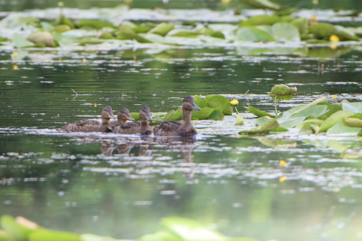 eBird Checklist - 12 Jul 2024 - North Spencer Marsh, Michigan Hollow ...