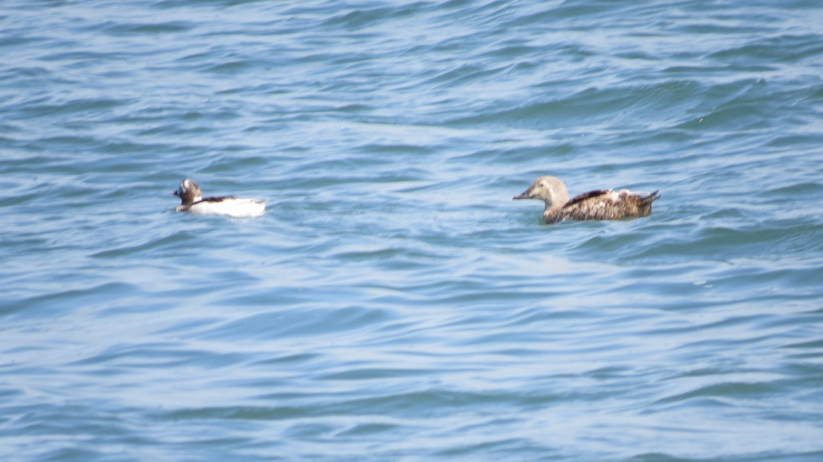 Long-tailed Duck - ML621405591